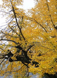 到烟雨江南看满园银杏