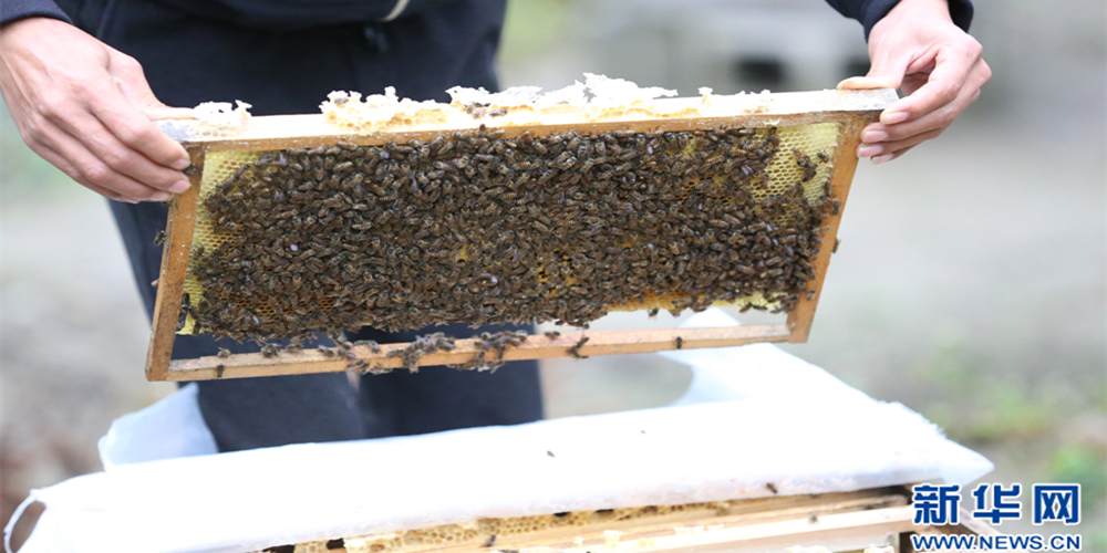 浙江龙泉：拥抱绿色发展 将养蜂事业“甜蜜”到底