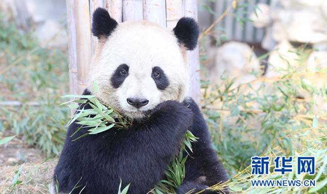 安吉&ldquo;熊猫家族&rdquo;呆萌贺新年