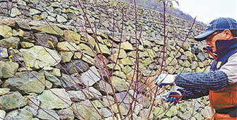 企业家转行当&ldquo;农夫&rdquo; 海拔800米高山 开辟&ldquo;特色果园&rdquo;