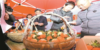 尚田草莓文化节火热开幕