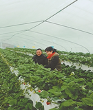 四化同步 宁波多彩新田园点亮绿色都市农业