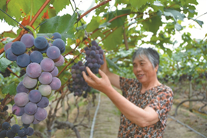 宁波五乡钟家沙村
