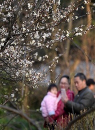 杭州：灵峰探梅赏春时