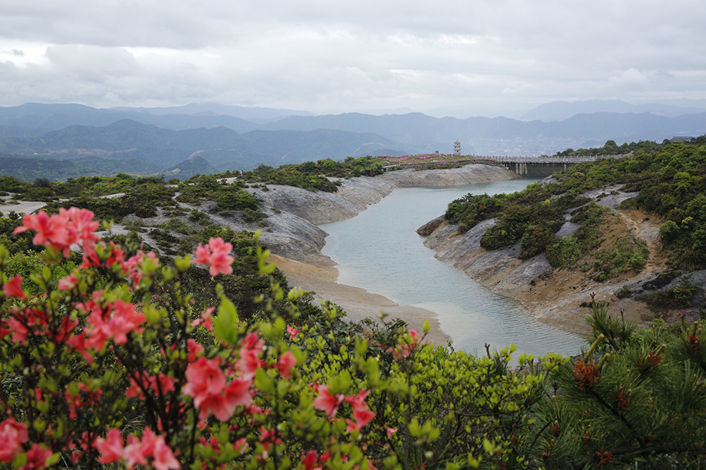 温岭大溪方山顶，杜鹃花开