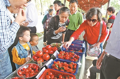 10元一只西红柿 顾客抢着买 探寻&ldquo;镇蜜&rdquo;水果番茄的田野&ldquo;蜜语&rdquo;