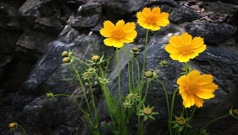 宁波&ldquo;最美风车公路&rdquo;上波斯菊初开