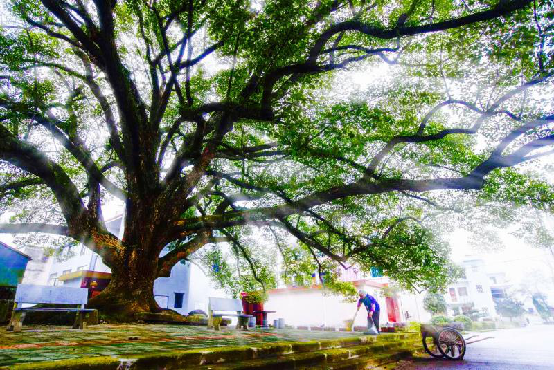 &ldquo;乡村振兴看宁海&rdquo;之下畈村：智能垃圾分类打通生态振兴之路