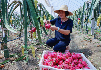 浙江长兴：产业扶贫&ldquo;红红火火&rdquo;