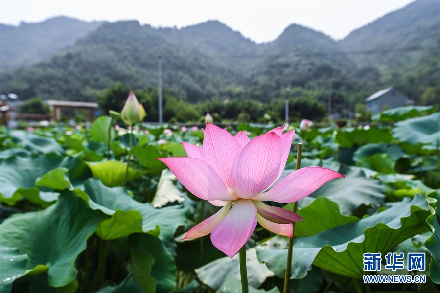 杭州临安：土地流转打造生态荷花园