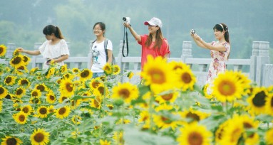 花向日人追花