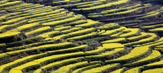 浙江上虞：共赏梯田 莫负春光