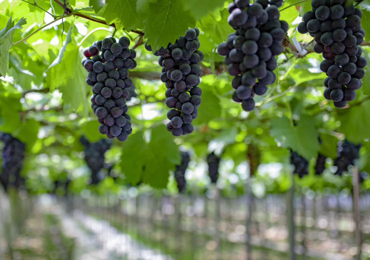 盖北镇葡萄公园