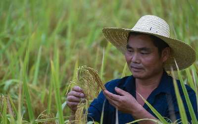 &ldquo;稻香節&rdquo;慶豐收