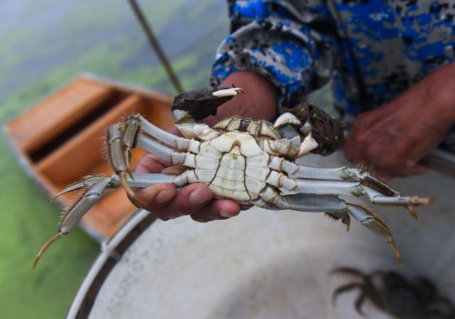 湖州吳興：萬畝湖蟹迎豐收