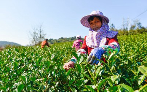 &ldquo;浙农事&rdquo;丨温州永嘉：漫山乌牛早 采摘正当时