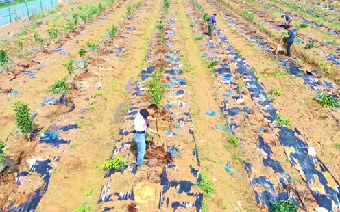 &ldquo;浙农事&rdquo;丨浙江安吉：开春忙起来