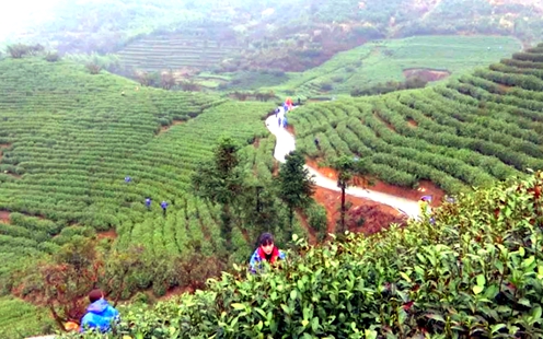 &ldquo;浙农事&rdquo;丨浙江三门：有茶香自高山来