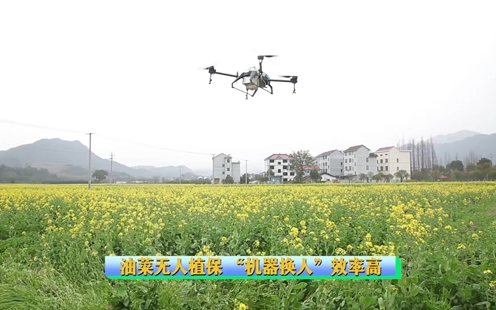 &ldquo;浙农事&rdquo;丨金华武义：油菜无人植保 &ldquo;机器换人&rdquo;效率高