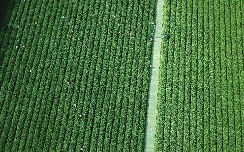 &ldquo;浙农事&rdquo;丨杭州西湖：龙井茶香唤醒江南春