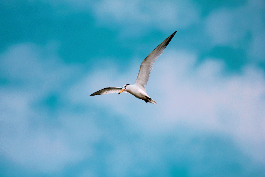 “爱鸟周”丨保护地球生物多样性 爱上它们飞翔的样子