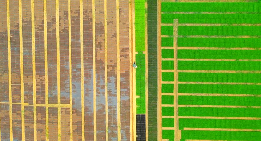 夏收夏种丨小满至 农事忙