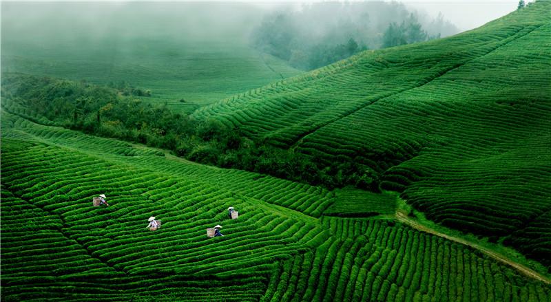 【茶产业“晴雨表”发布】中国茶产业运行情况“晴雨表”发布