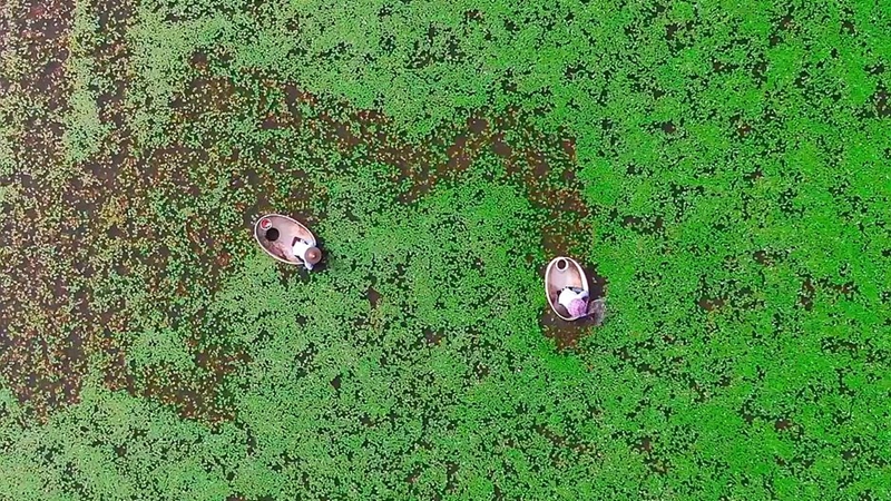 夏收夏种丨杭州建德迎来&ldquo;莼&rdquo;丰收