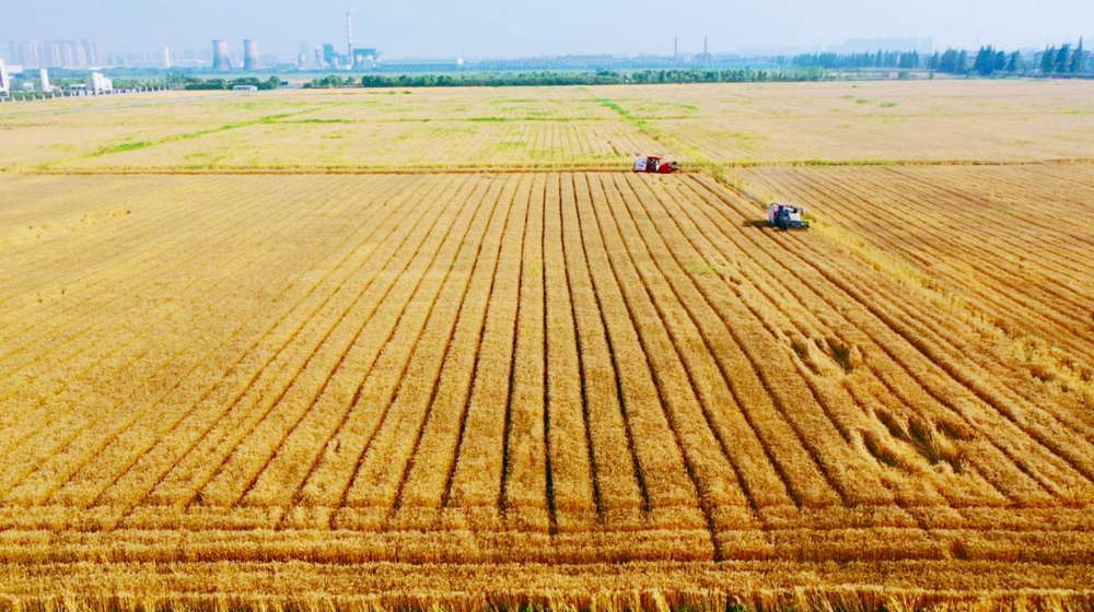 夏收夏种丨杭州钱塘：风吹麦浪收割忙