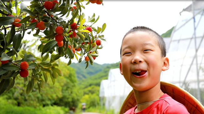夏收夏种丨夏日限定 &ldquo;梅&rdquo;你不行