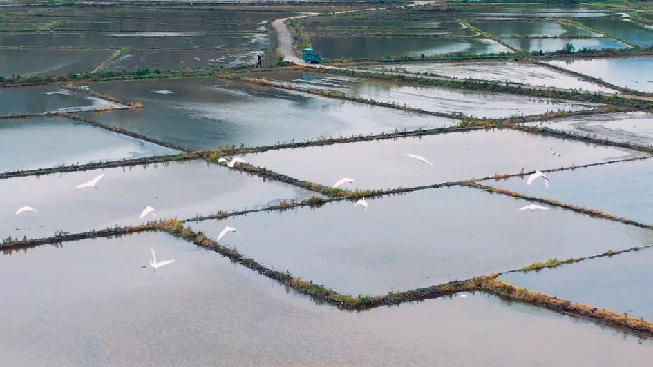 夏收夏种丨浙江安吉夏种迎来白鹭&ldquo;围观&rdquo;