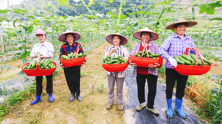 夏收夏种丨幸福生活与你有&ldquo;瓜&rdquo;