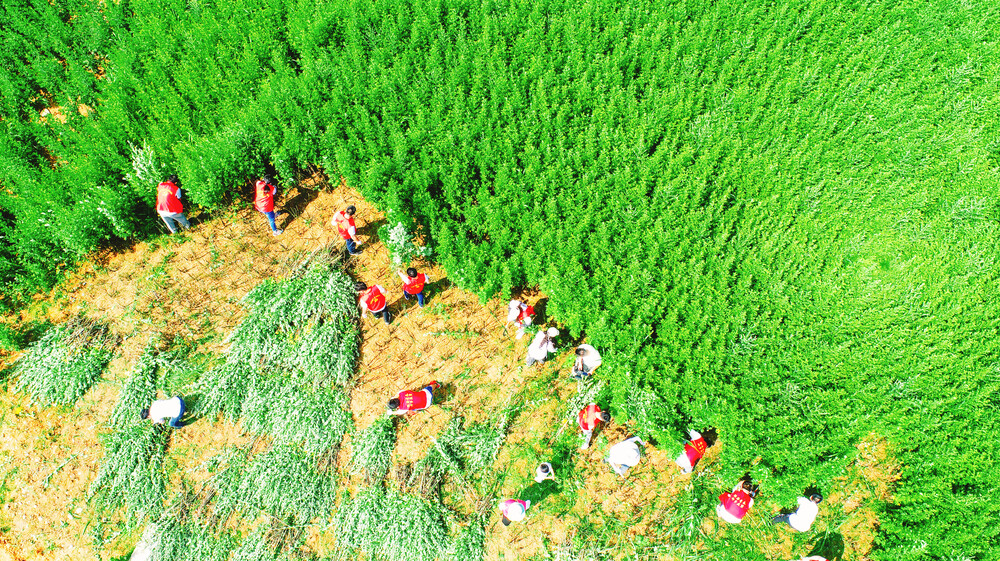 夏收夏种丨一把艾草飘出乡村幸福香气