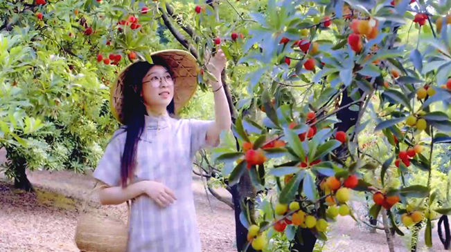 夏收夏种丨又是一年杨梅季 漫山枝头是红果