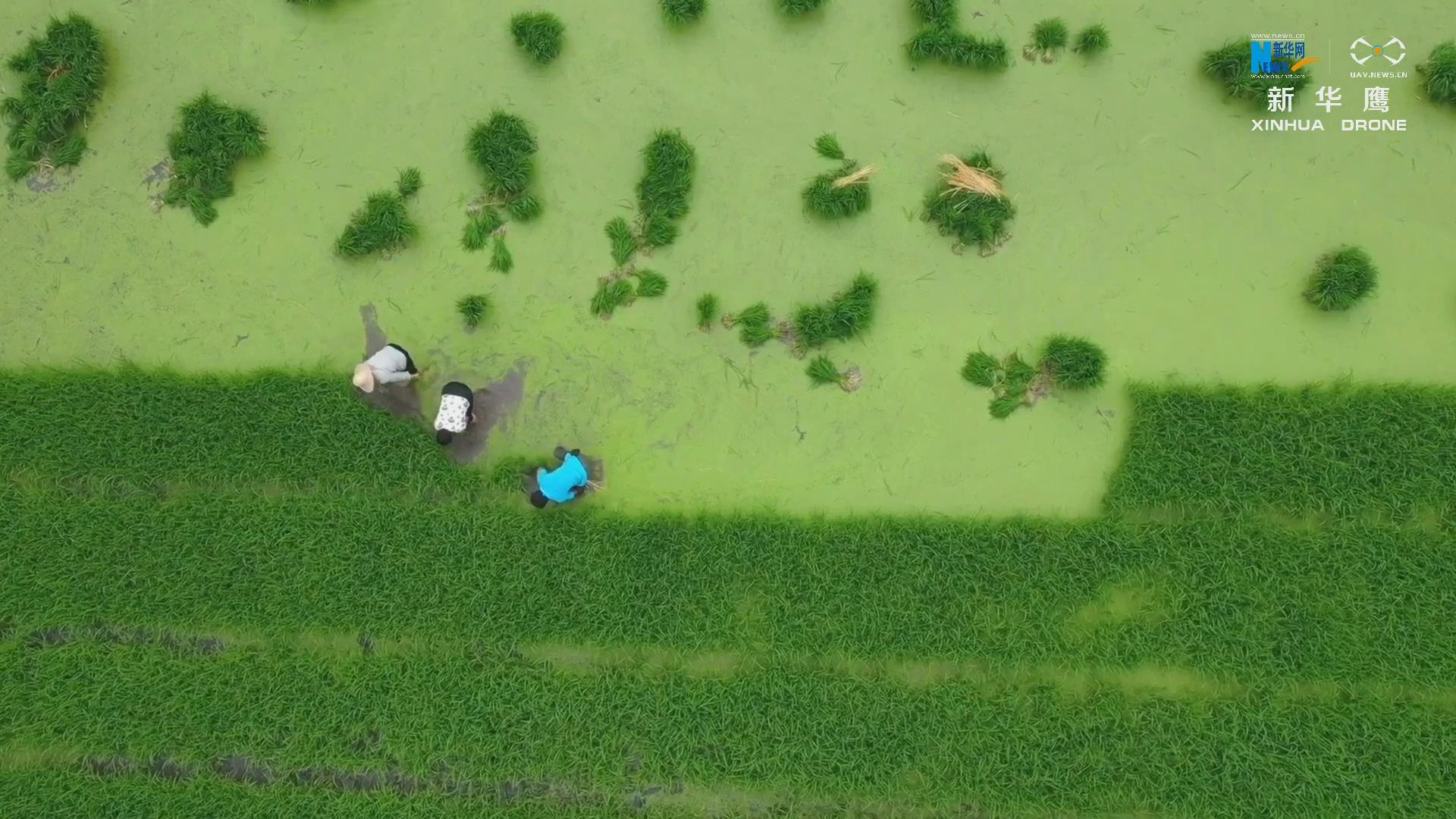 夏收夏种丨梯田美如画 水稻插秧忙