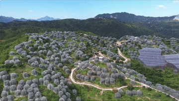 【出口&ldquo;加速度&rdquo;】和时间赛跑！这些举措助新鲜杨梅走出国门