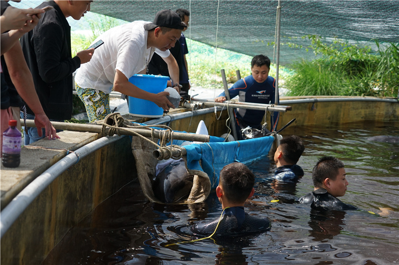 【接力&ldquo;鲸&rdquo;险救援】&ldquo;鲸&rdquo;险救援：&ldquo;迷路&rdquo;瓜头鲸的归家路