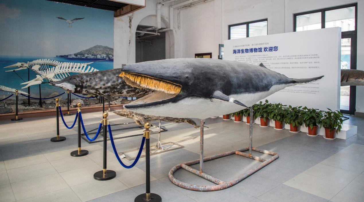 新华网：鲸豚类大多会在哪里搁浅？为何最近集中在浙江？