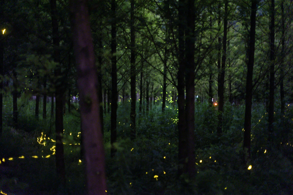酉坞里萤火虫主题公园内萤火点点