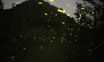 爱听音乐的萤火虫