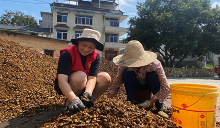 浙江淳安：山核桃开杆采收 &ldquo;硬核&rdquo;志愿服务队来助力