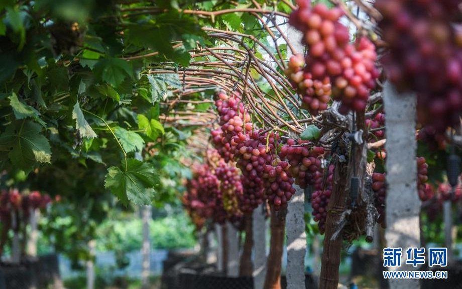 浙江桐乡：葡萄产业升级助推乡村振兴