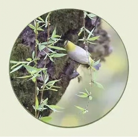 国际生物多样性日丨三垟湿地版&ldquo;生物图鉴&rdquo;，请收好