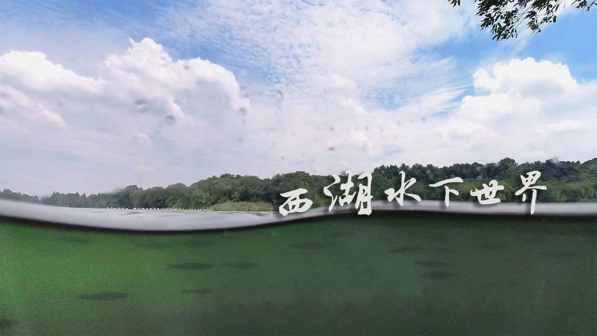 慢直播丨杭州西湖水下世界