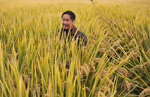中国超级稻创平均亩产963.65公斤新纪录