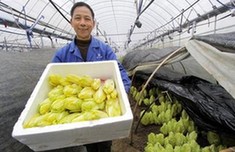 湖州:欧洲菊苣试种成功