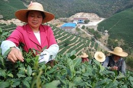 长兴春茶“第一摘”