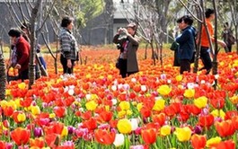 春日花开 游人醉