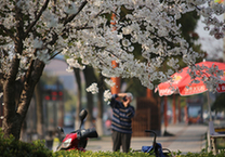 湖州：樱花烂漫时